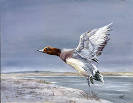 wigeon-flying